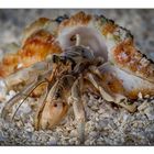 Hermit Crab