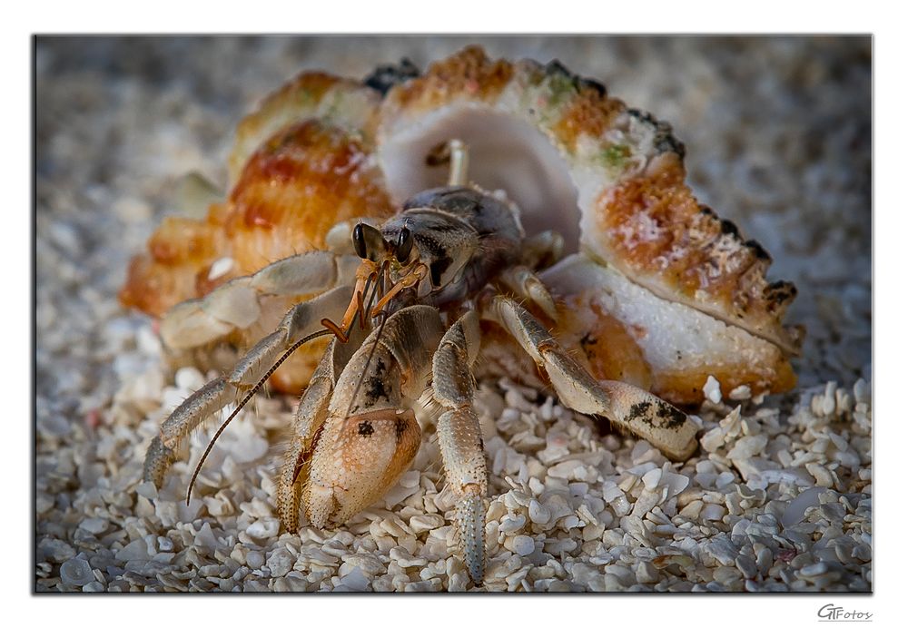 Hermit Crab