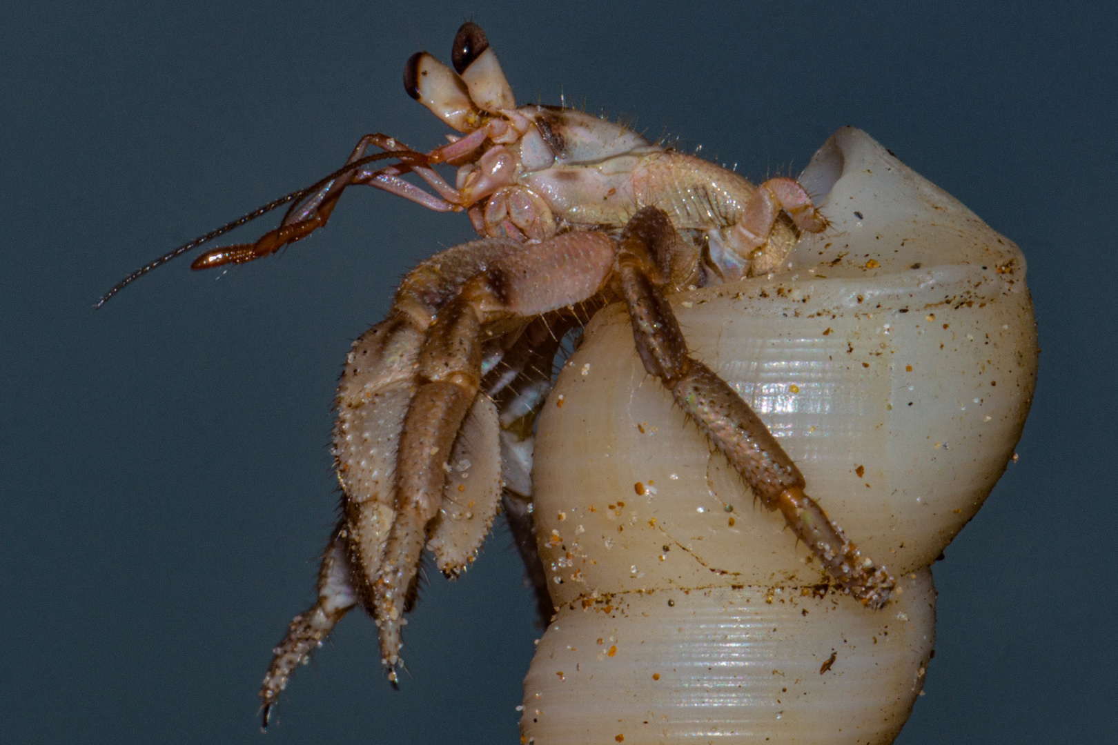 Hermit Crab