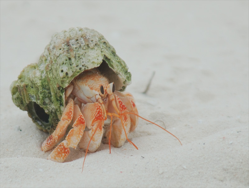 Hermit Crab