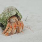 Hermit Crab