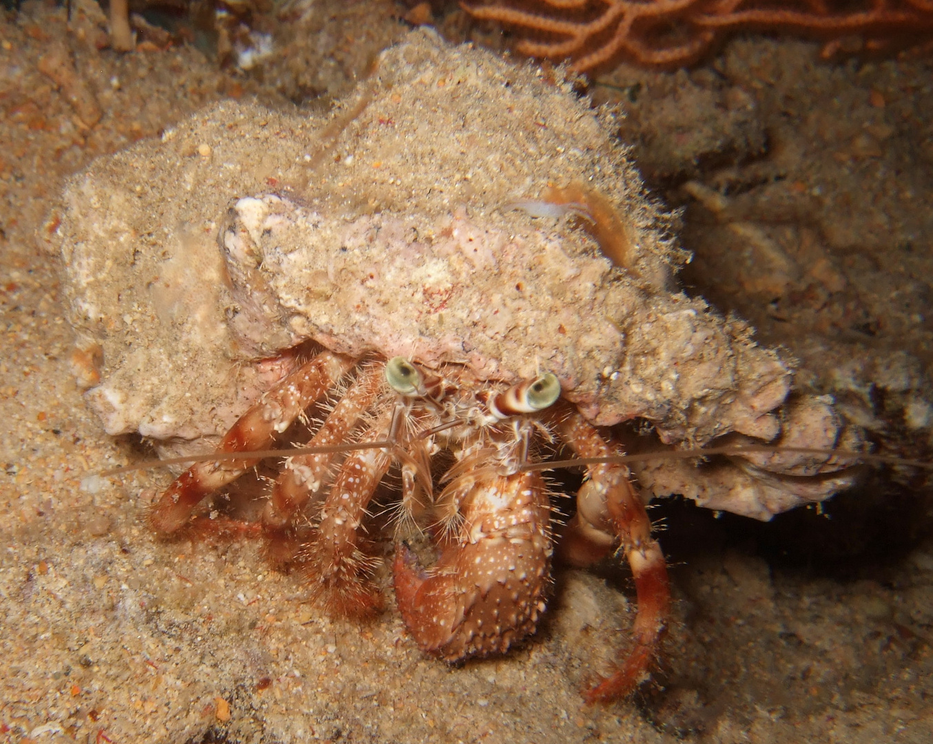 Hermit crab with sombrero