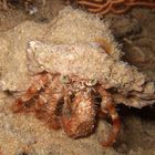 Hermit crab with sombrero