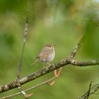 Hermit Thrush