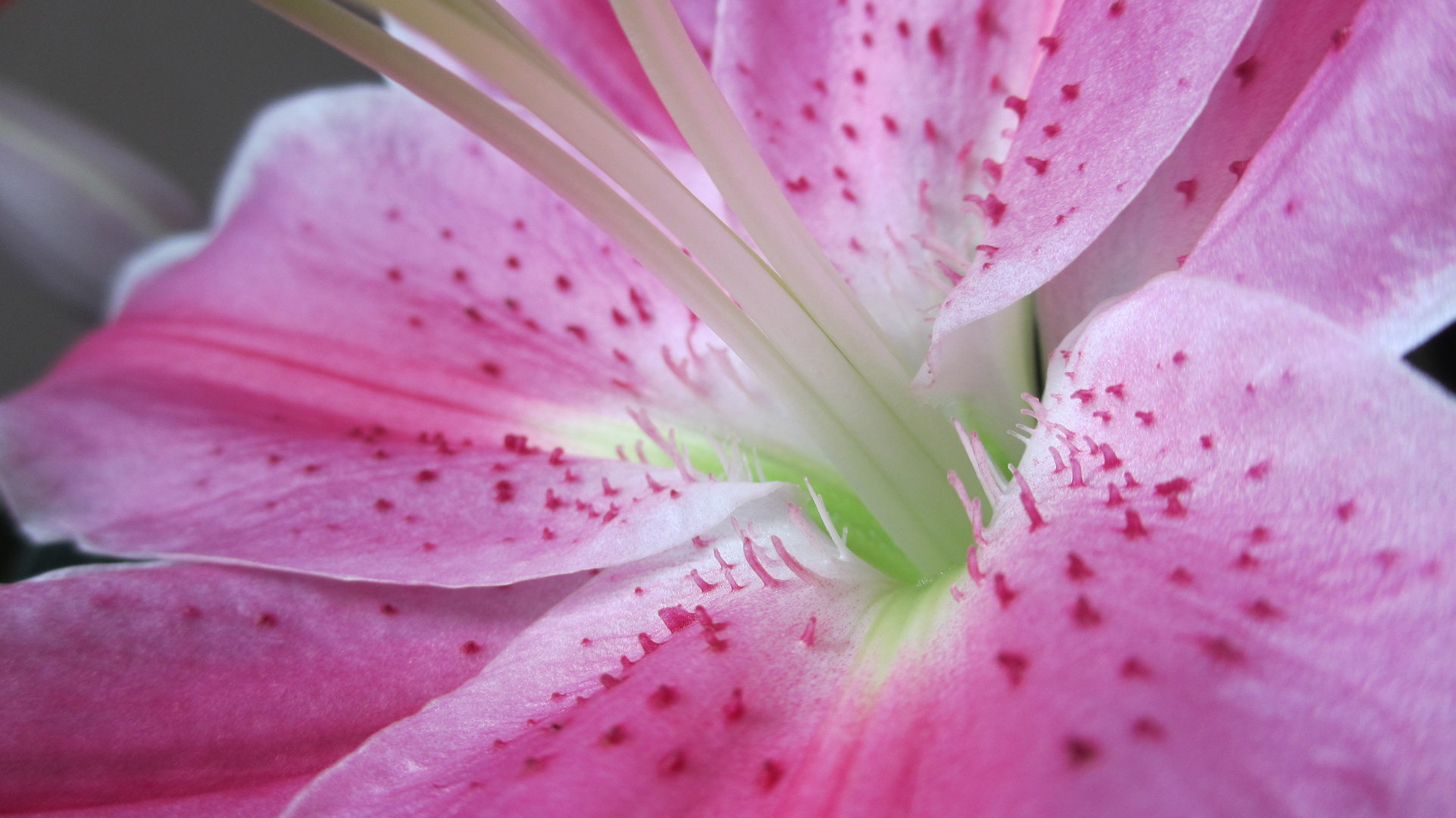 Hermosa flor