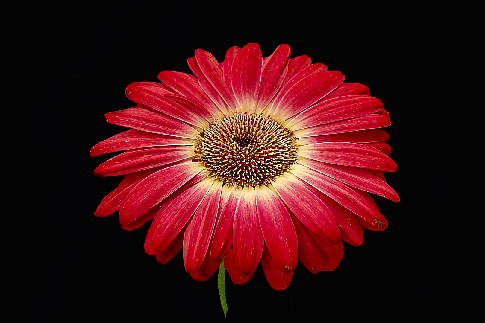 Hermosa Gerbera.