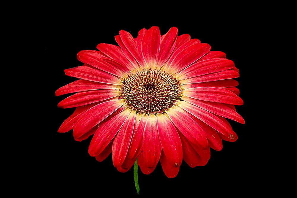 Hermosa Gerbera.