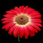 Hermosa Gerbera.