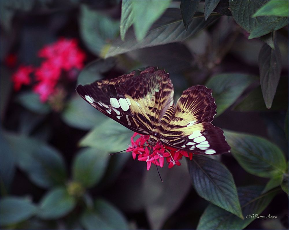 Hermosa Mariposa 