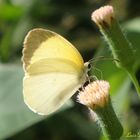 Hermosa Mariposa