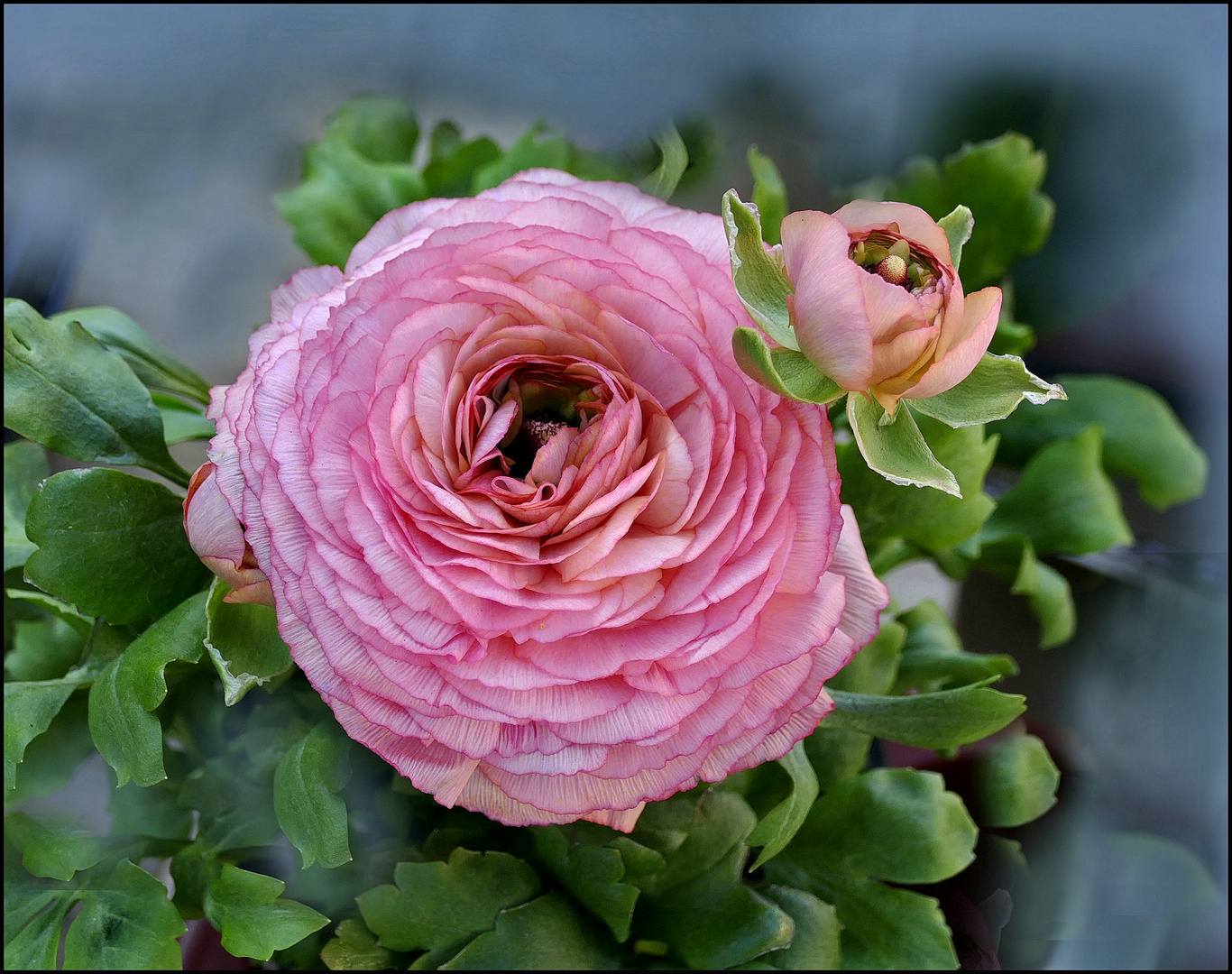 Hermosa Ranunkel Foto & Bild blumen , natur, blumen Bilder auf
