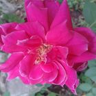 Hermosa Rosa