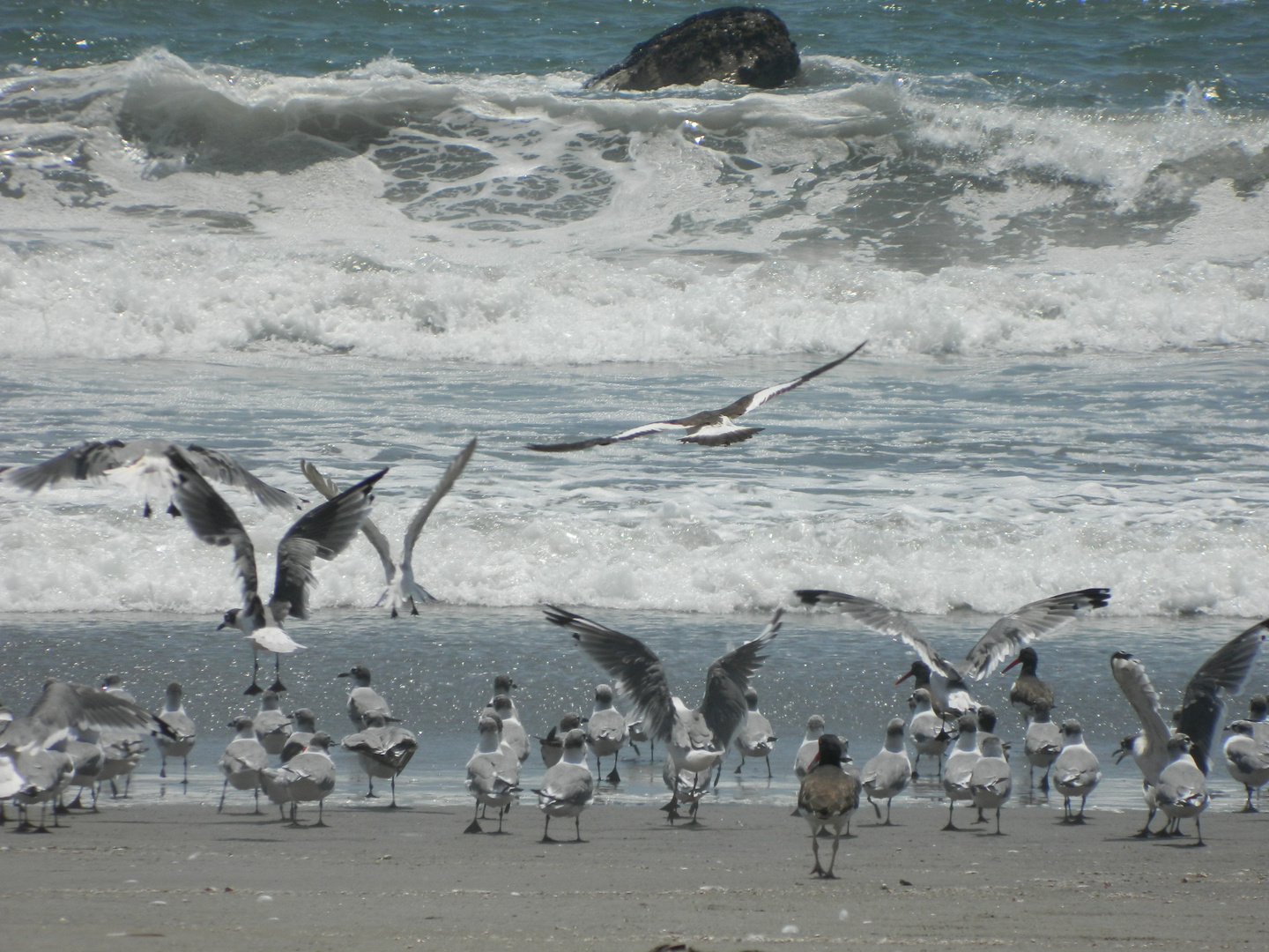 Hermosas gaviotas