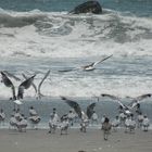 Hermosas gaviotas