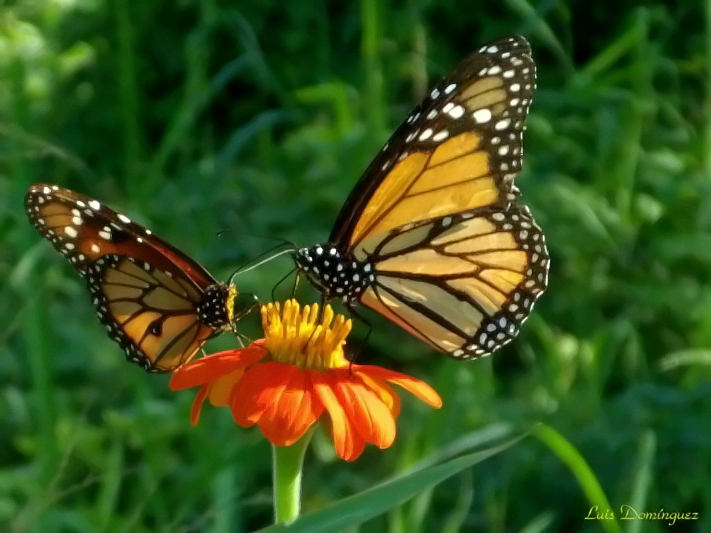 Hermosas Monarcas