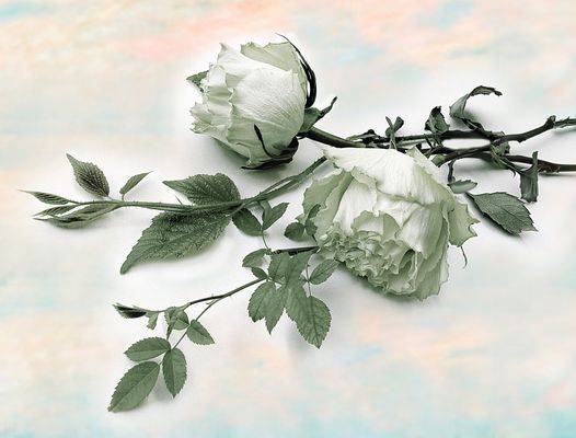  Hermosas rosas en dia  lunes 