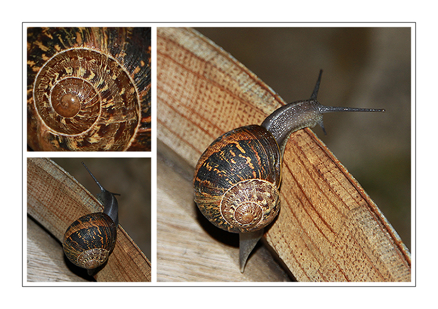 hermoso caracol marrón