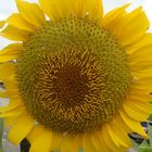 Hermoso Girasol II