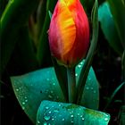 Hermoso tulipan 