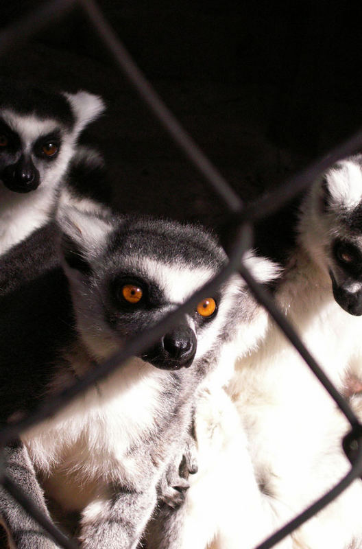 hermosos lemur