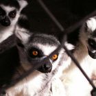 hermosos lemur