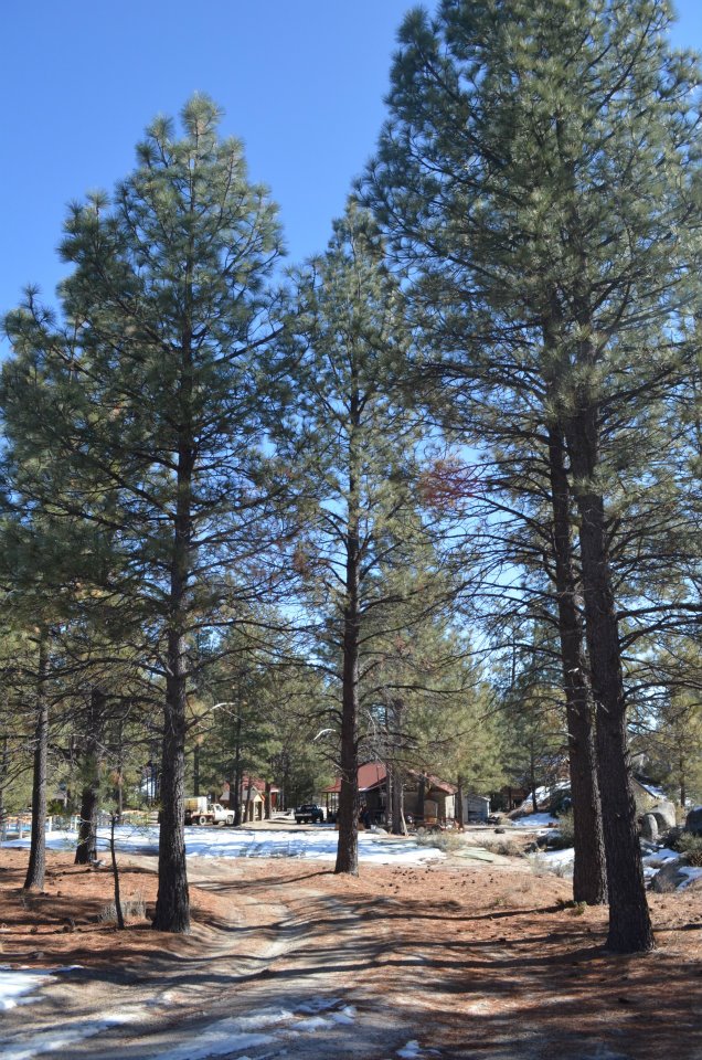 HERMOSOS PINOS DE LA SIERRA JUAREZ