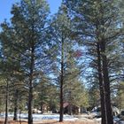 HERMOSOS PINOS DE LA SIERRA JUAREZ