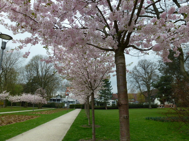 "Herne" erblühender Stadtgarten