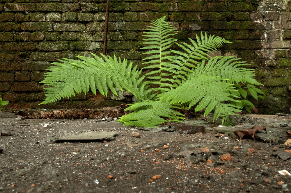 Herne, verlassenes Industriegelände, die Natur holt es sich wieder... 7/10