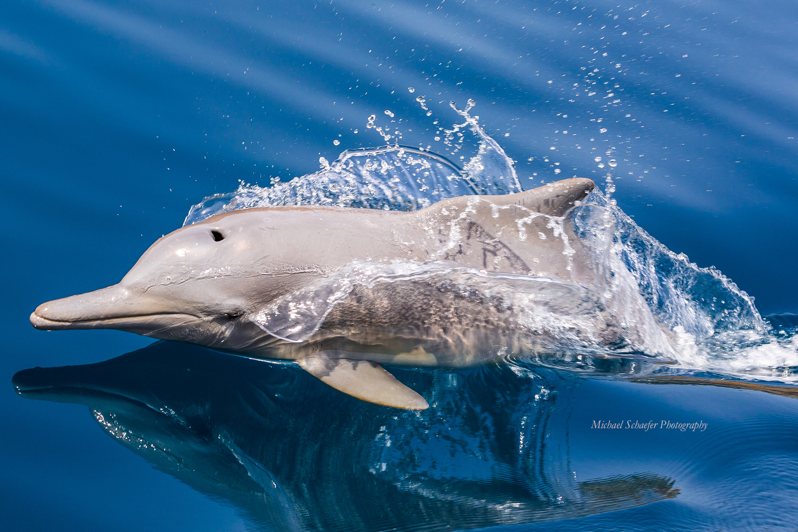 Hero of the Sea