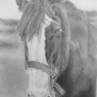 Hero ( pencil drawing of Hero) a Shire Horse