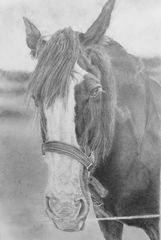Hero ( pencil drawing of Hero) a Shire Horse