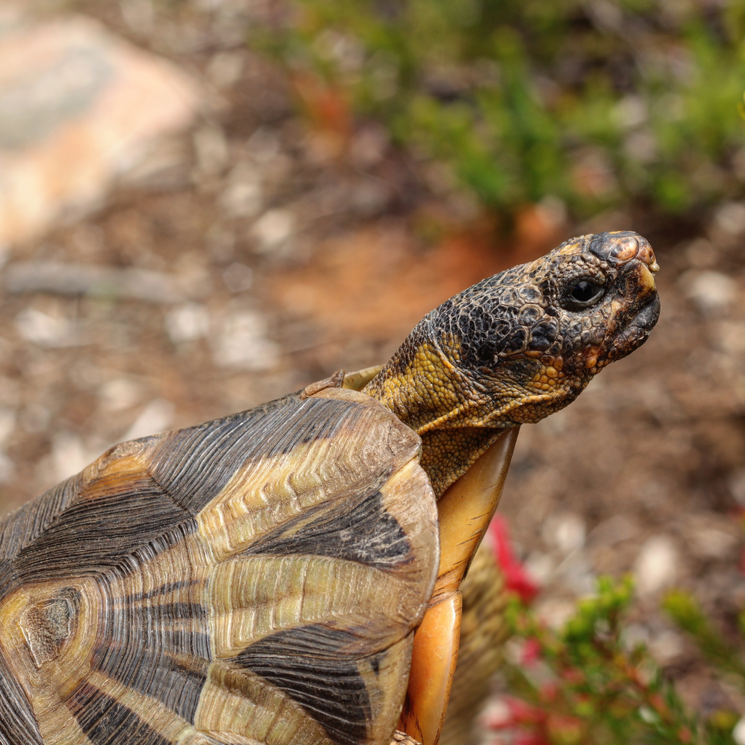 Hero Turtle