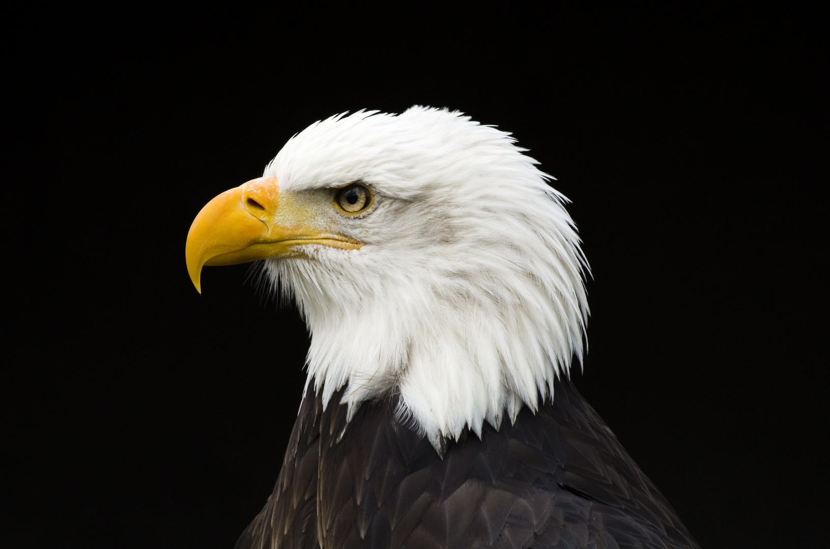 Heroic Bald Eagle