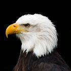 Heroic Bald Eagle