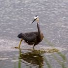 Heron