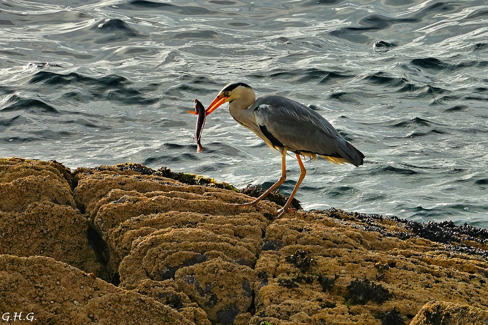 Heron Foto & Bild europe, united kingdom & ireland, ireland Bilder