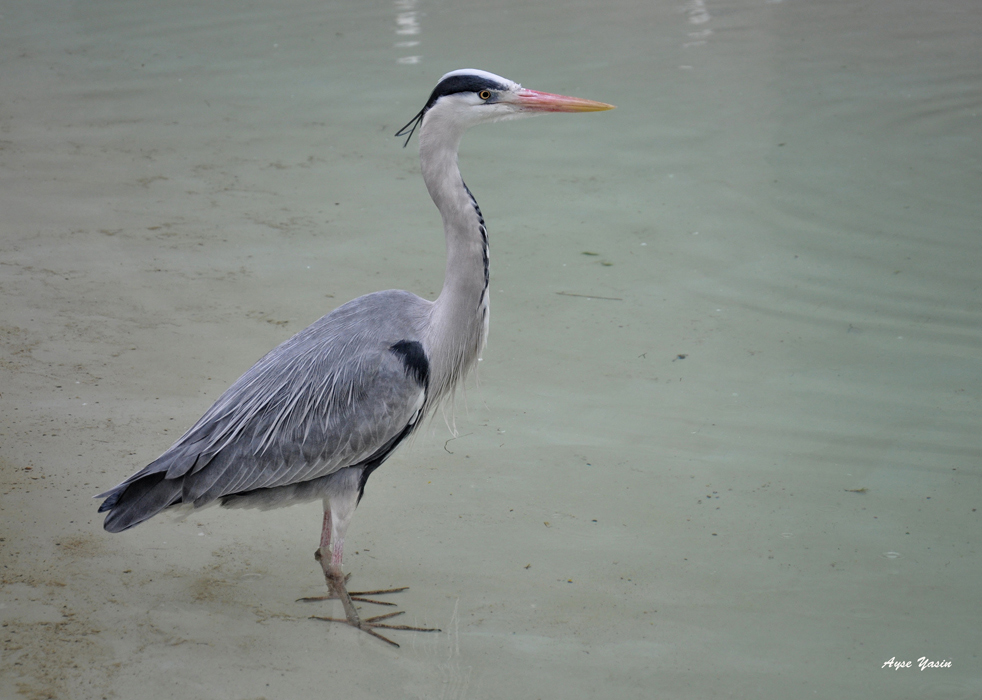 Heron 1