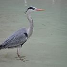 Heron 1