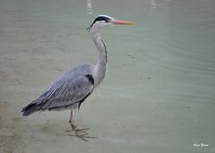 Heron 1