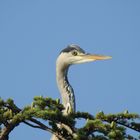 heron 1