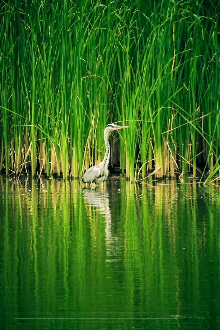 Heron