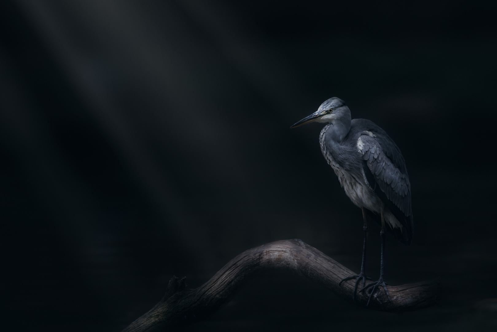 Heron