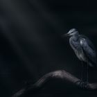 Heron