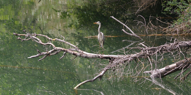 heron