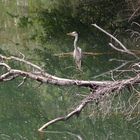 heron