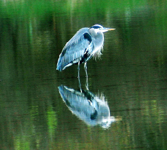 Heron