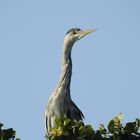 heron 2