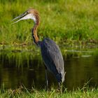 Heron