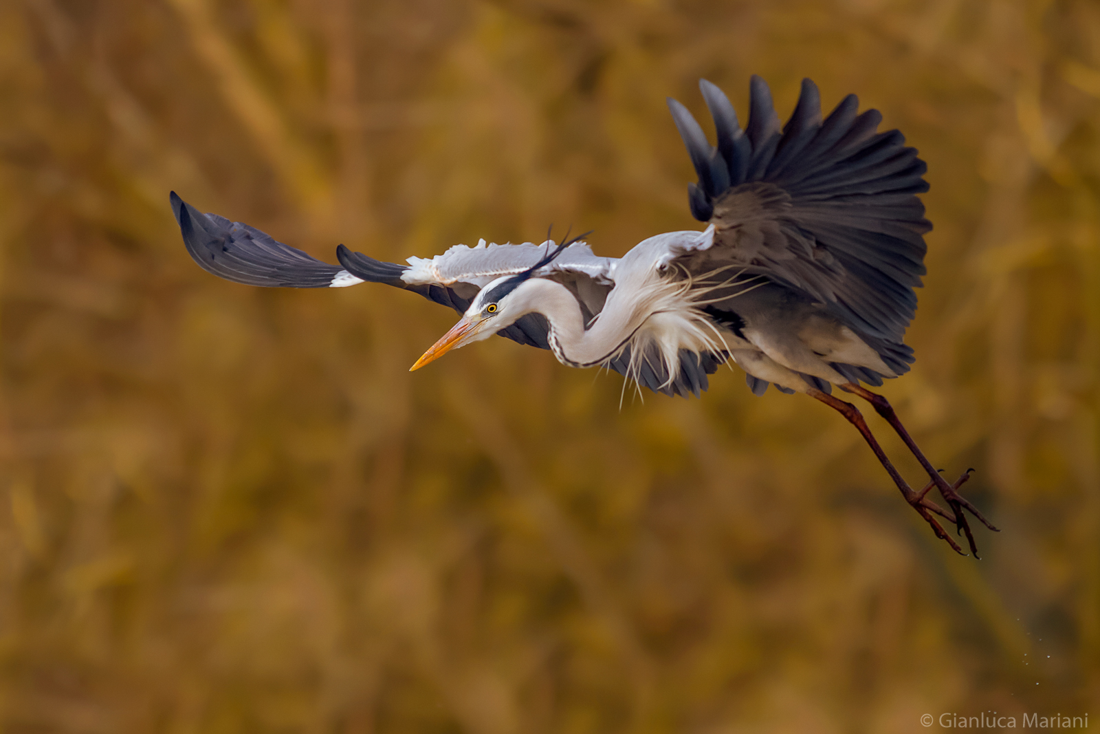 Heron